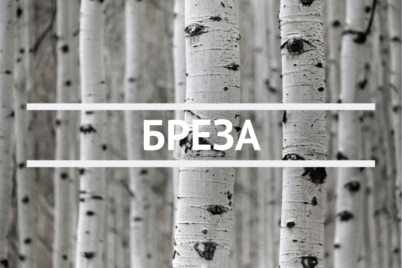 Бреза