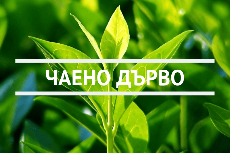 Чаено дърво