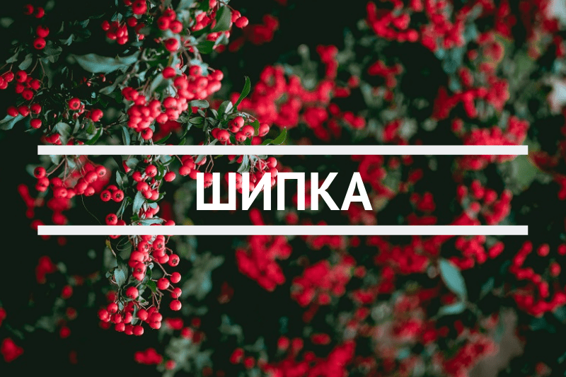 Шипка